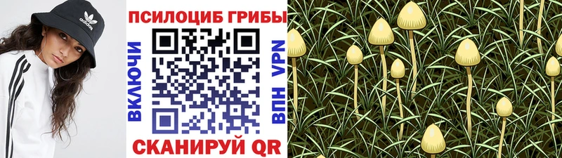 shop телеграм  Черняховск  Псилоцибиновые грибы мицелий 